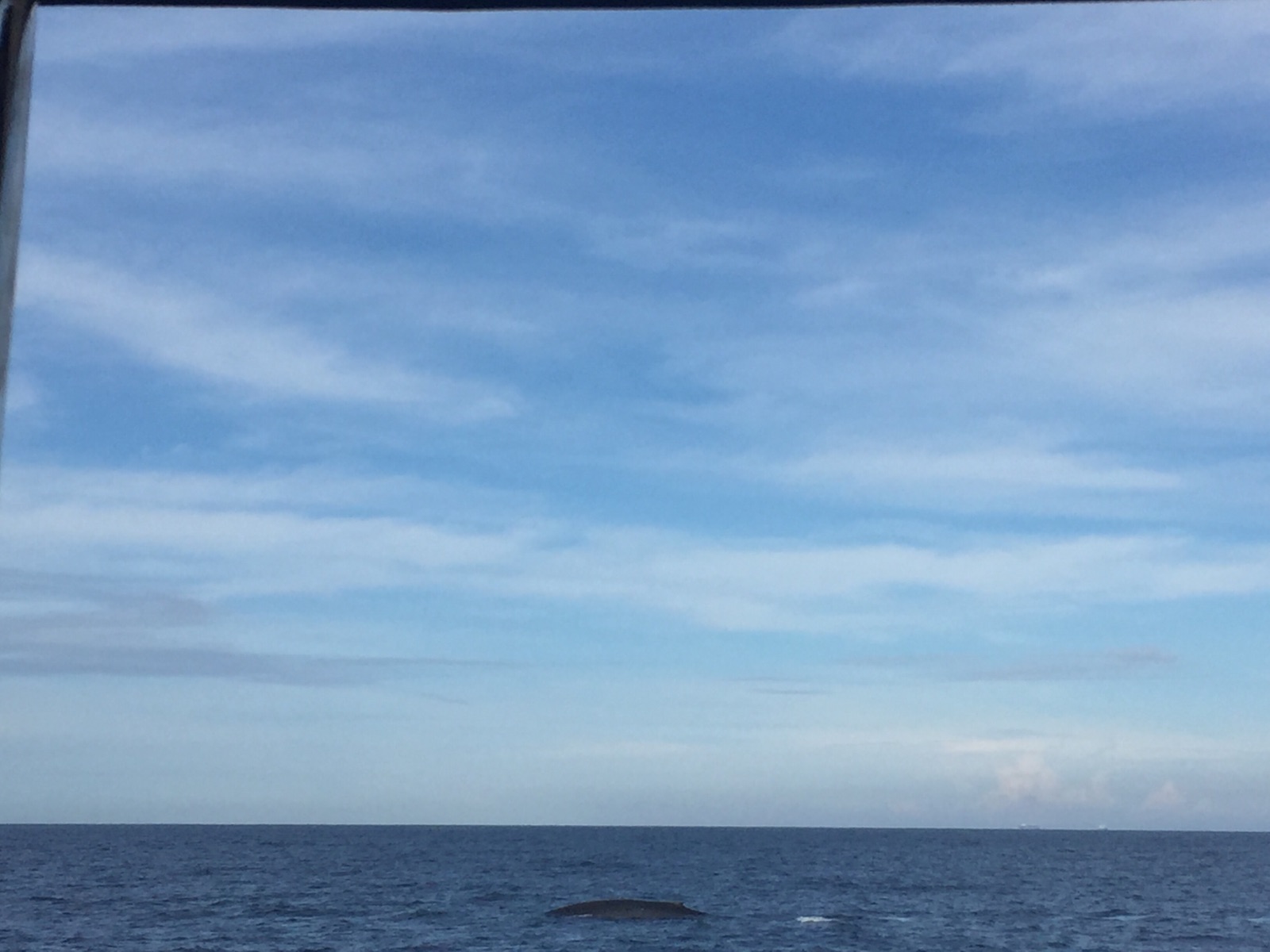 个人很喜欢出海，而且还用视频记录到了鲸鱼的出没，挺开心的，印度洋的海还