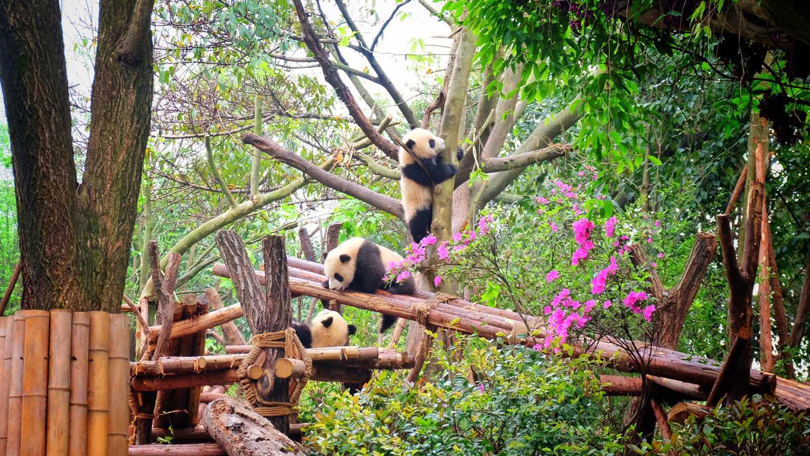 说熊猫基地，熊猫没看到几只。不过小孩都很喜欢，看到一只也高兴。里面的那