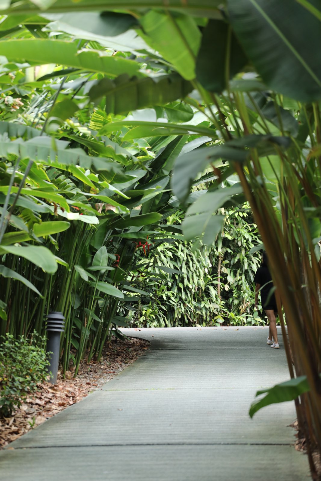 很羡慕住在周边的新加坡人，每到周末或是餐后能到这么棒的植物园散步吸氧~