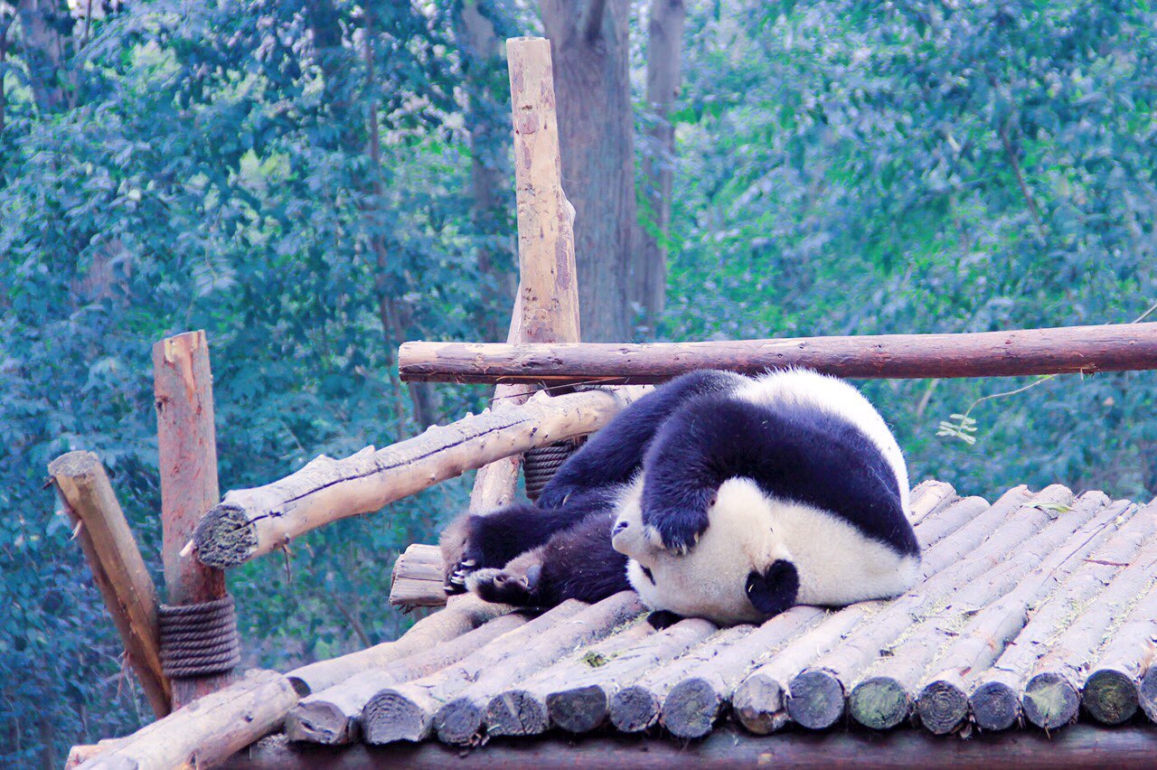 熊猫还是非常可爱的，尤其是睡姿。建议稍微去早一些，可以看到大熊猫活动，