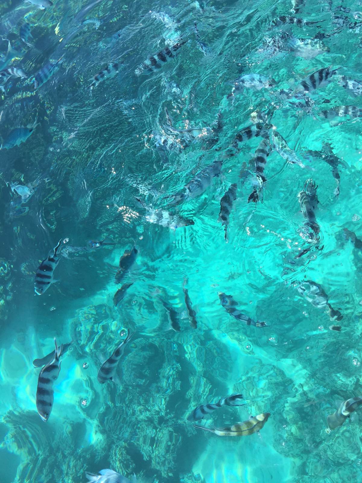 水很清，乘玻璃窗看到水下的珊瑚，色彩斑斓的鱼，还可以浮潜看水下景色，撒