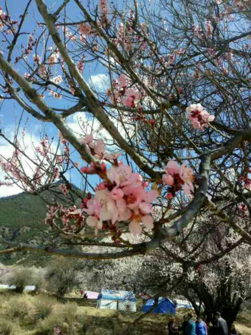 阳春三月川藏线一幅春色盎 然的景象，冰川雪山下林芝各色桃花漫山开放，等
