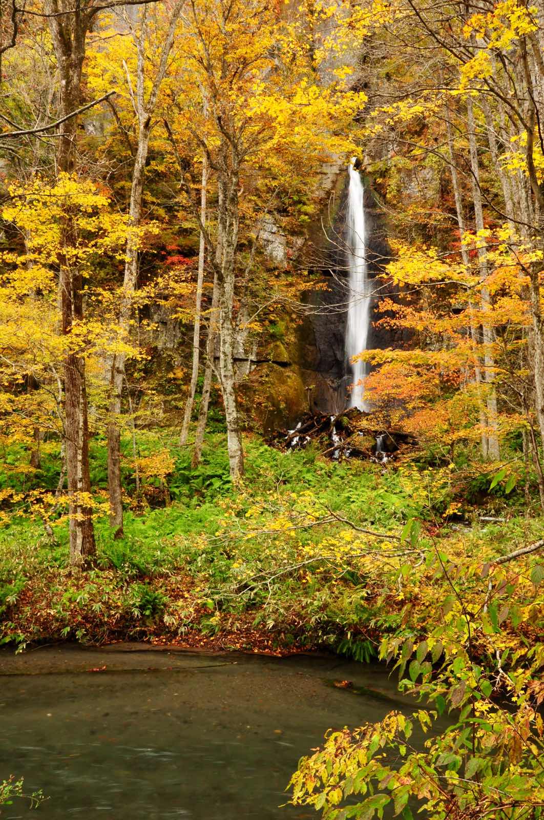 号称日本第一美溪的奥入濑溪，在六月的初夏和十月底的深秋是她最美的季节。