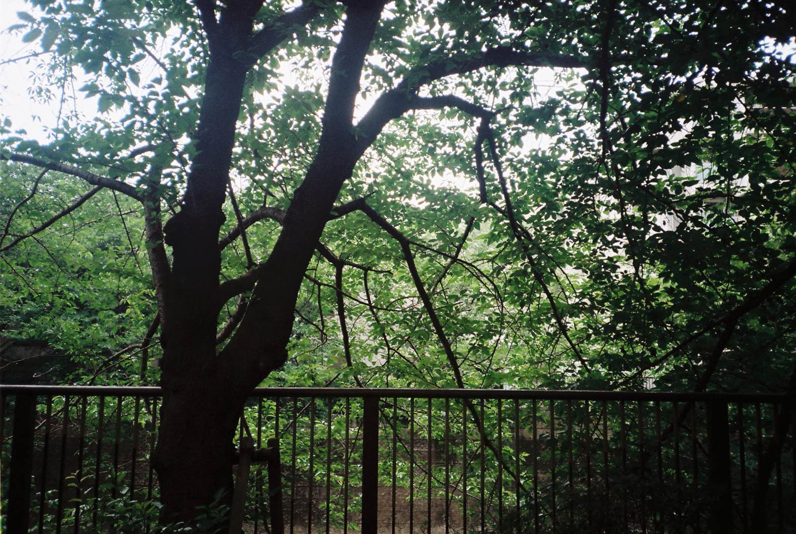 逛首里城的意外惊喜，旁边是个公园。日式园林风格，非常惬意。