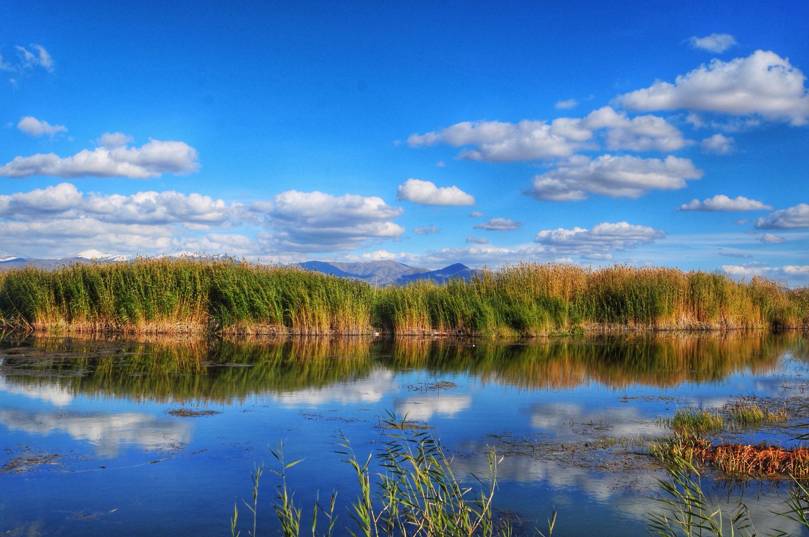 可可苏里湖面积很大，水草丰盛，湖面上很多芦苇。每年秋天，很多野鸭，水鸡