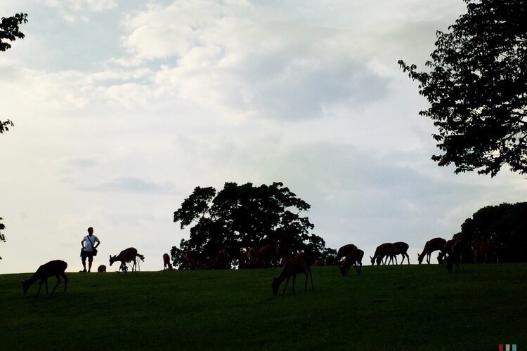 奈良公园是孩子的最爱，开放式公园内生活着1200余头鹿，它们自由漫步在