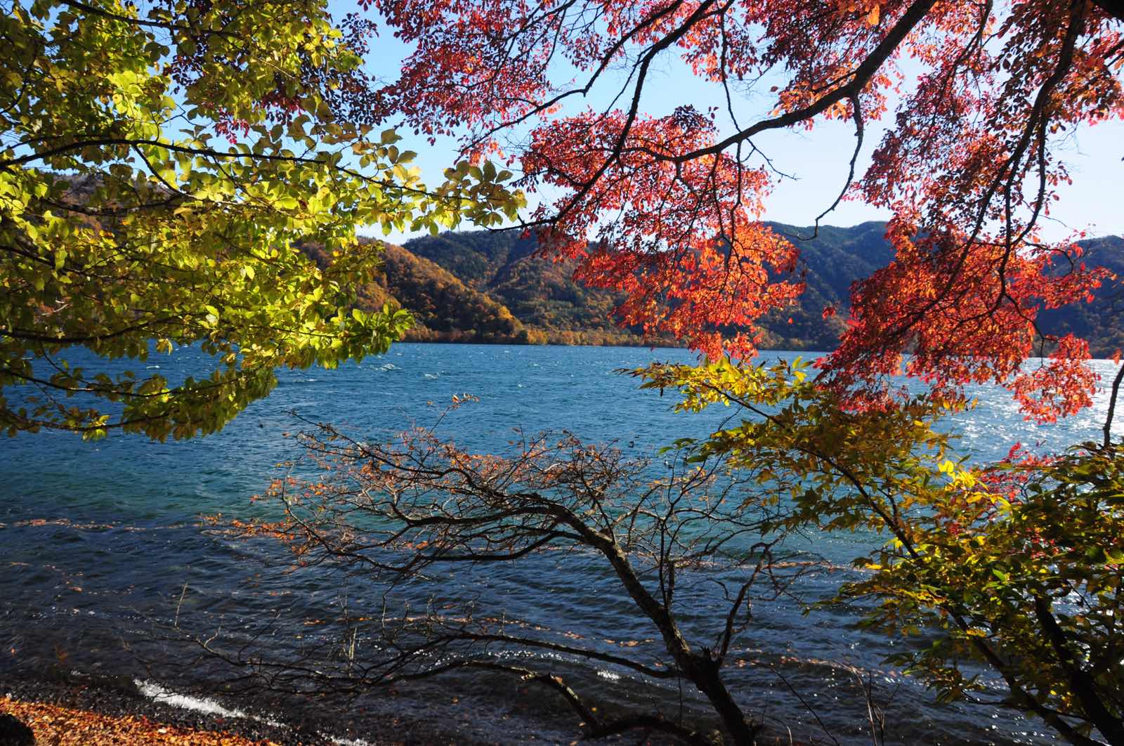 中禅寺湖的红叶环湖步道（中禅寺湖自然研究路），应该是秋日的奥日光里最浪