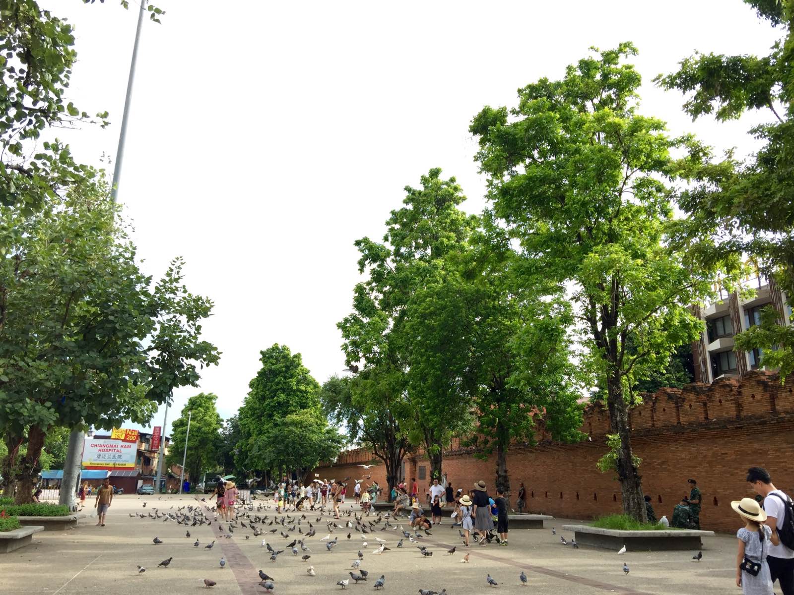 塔佩门的鸽子真的不怕人呢，喂喂鸽子，闲逛小街，时间充足的话真的可以慢慢