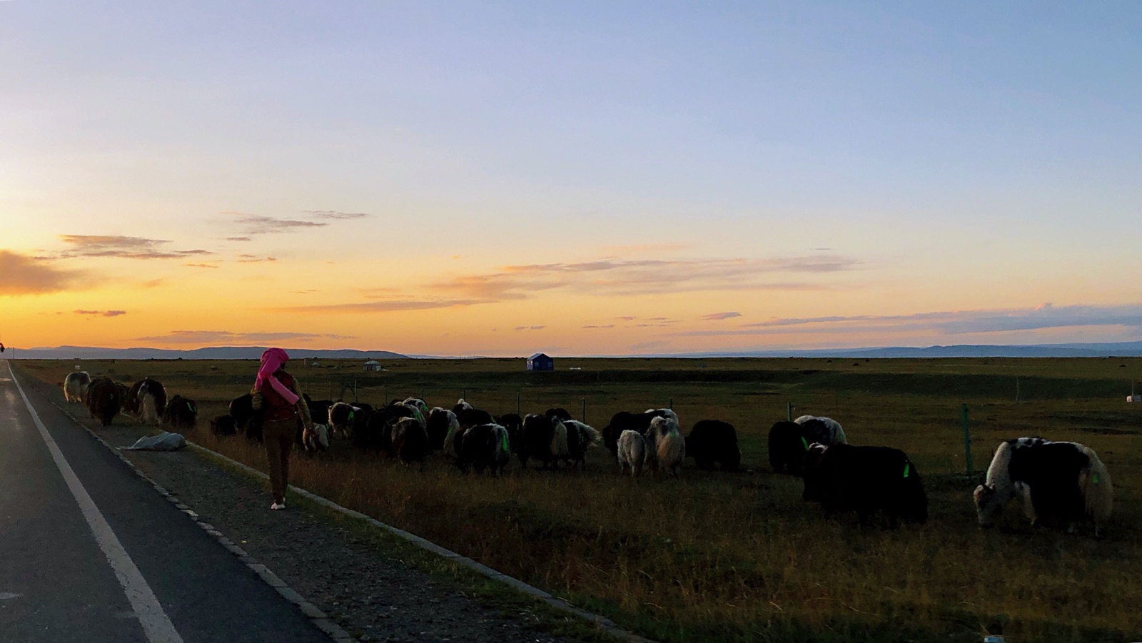 黑馬河‍太陽下山，牧人吆喝著牛羊聚攏，趕回氈房附近。他們的生活區就在公