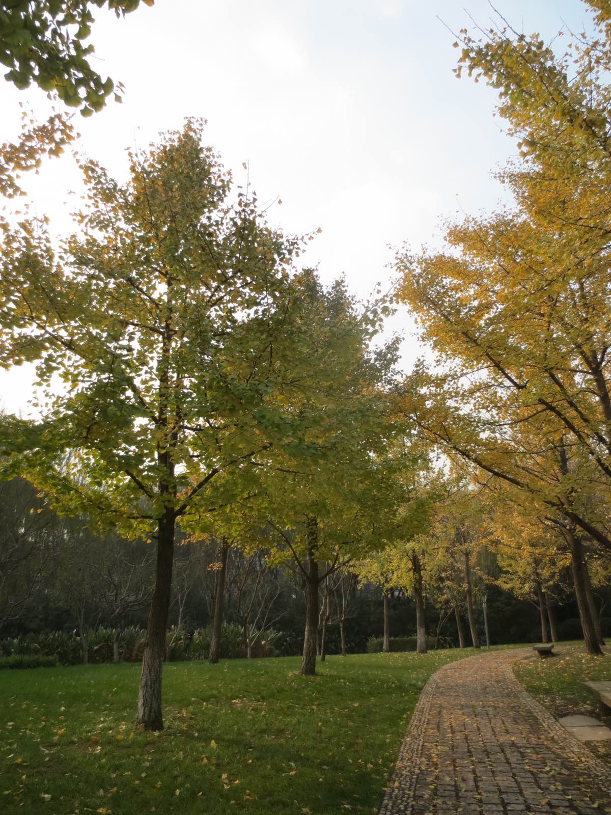 深秋的公园人好少，可能因为不是周末的关系吧，这样倒是可以安静的享受秋的