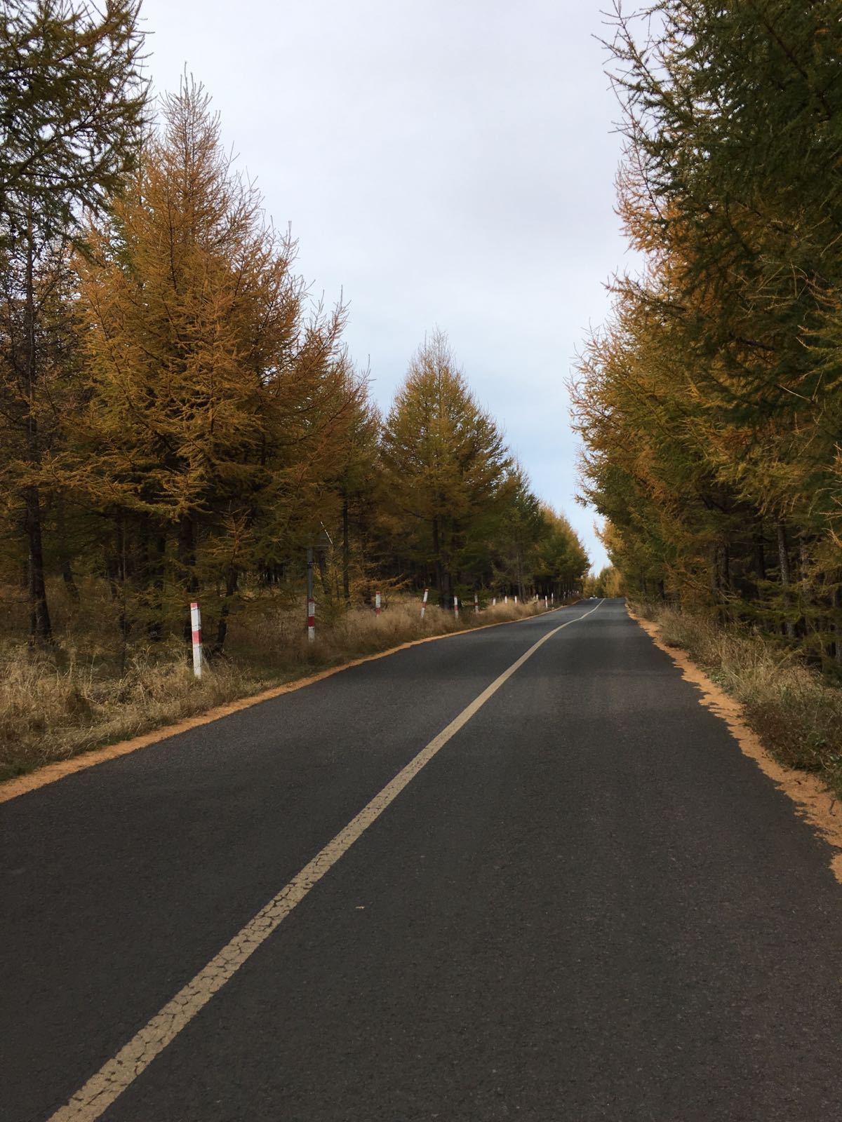 景色很美，秋天的颜色是黄棕相间，很有层次感！尤其喜欢路旁的树林，地上都