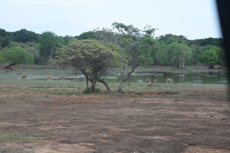 国土面积只有6.5万平方公里的斯里兰卡拥有22个自然保护区，雅拉是最大