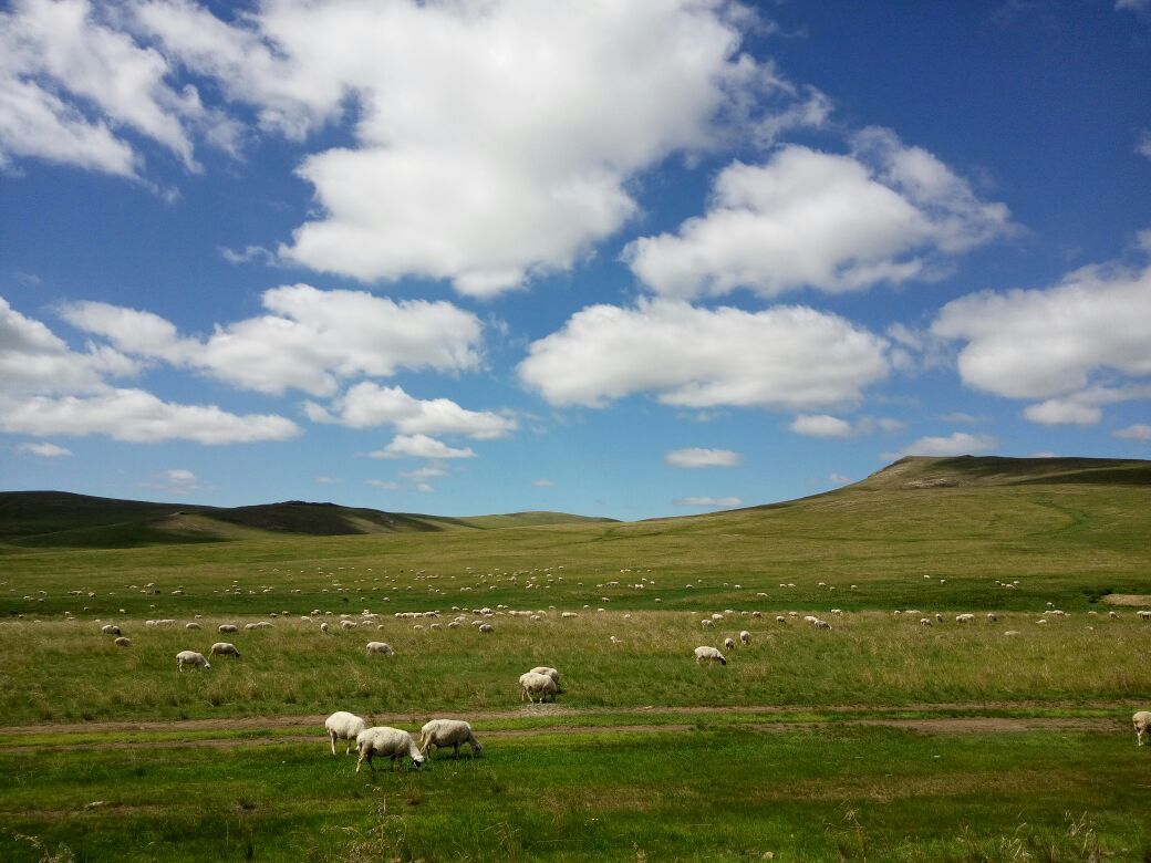 一望无际的大草原，白云朵朵像棉花糖，路过成群的牛羊马，向日葵开得灿烂。