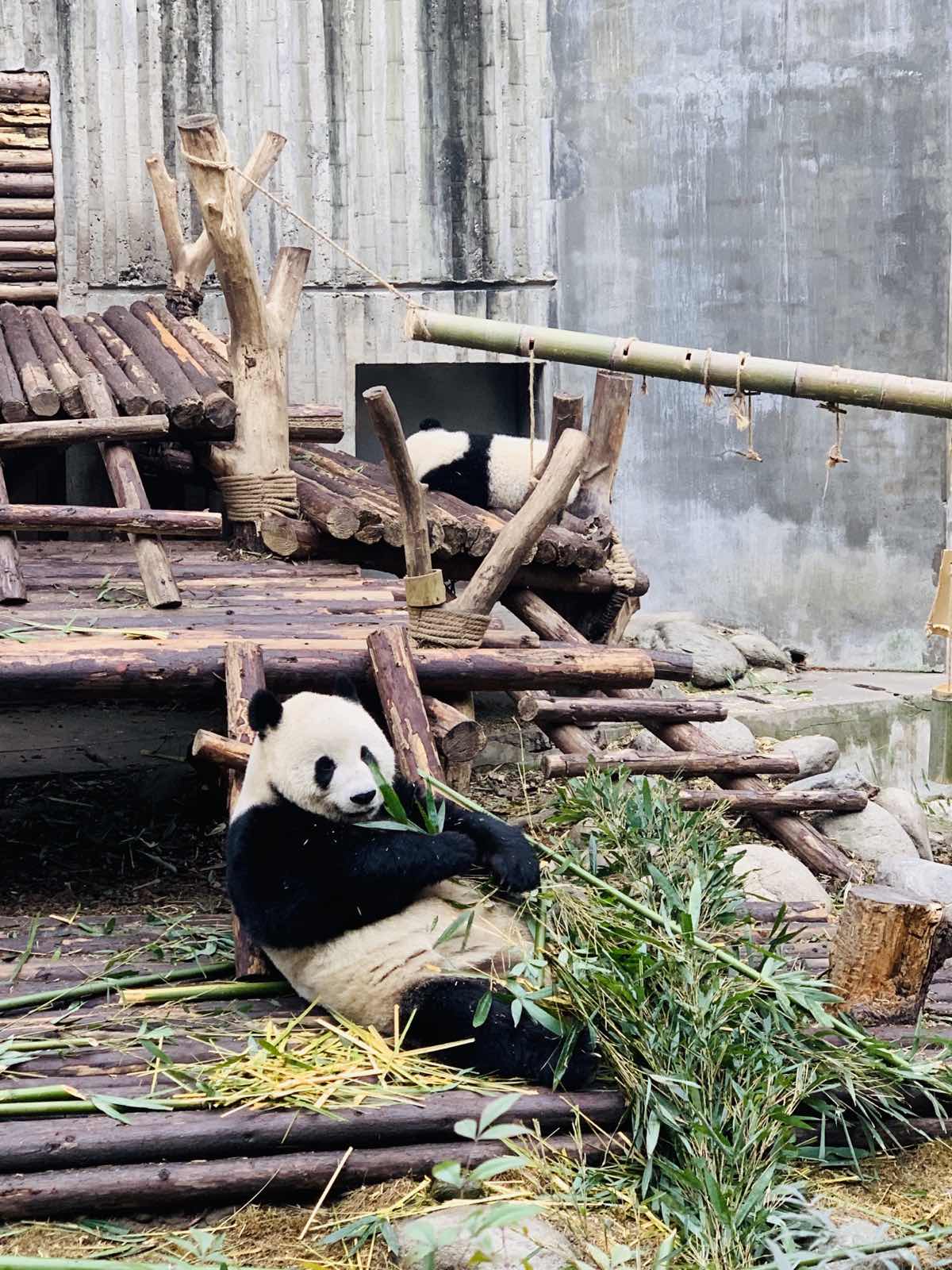 大熊猫繁育研究基地在成都东北山区，距离市区倒也不远。基地不大，早起的话
