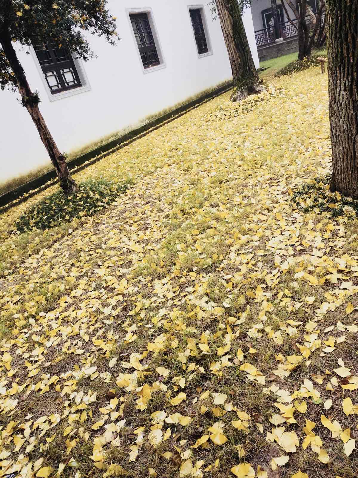 岳麓书院 带来惊喜的是银杏树！秋冬季节去正好可以欣赏到满地金黄的落叶！