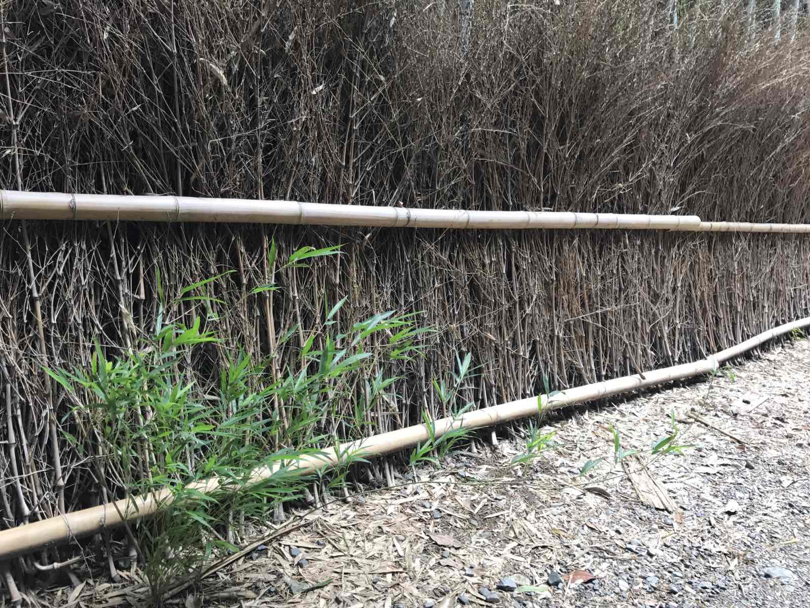 就是一条长度100米左右的竹林道路wenhao这里其实到处都有竹子的。