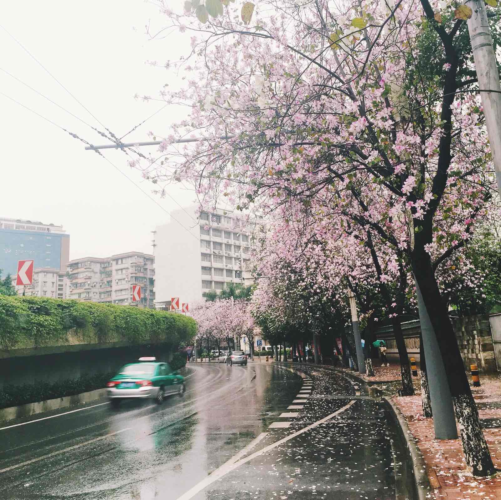花城广州，怎么少得了花之美景wenhao春天的粉色海浪，属于这座城市