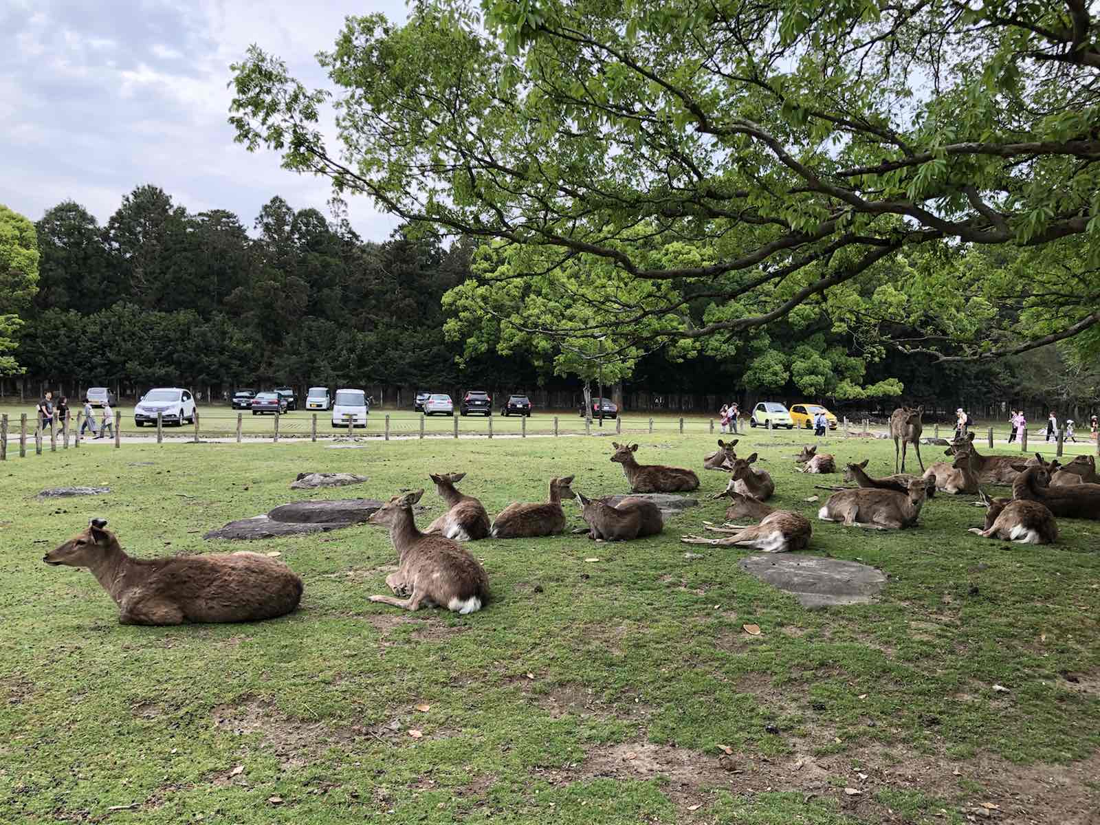 到奈良最重要的就是看小鹿，公园环境也不错，如果樱花季应该会更美。想去喂