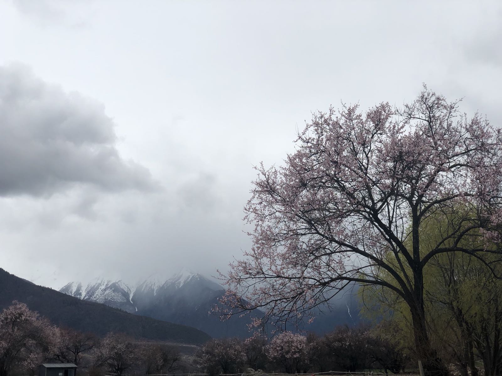 完美錯過南迦巴瓦峰，還能說什麼呢wenhao村里的桃樹姿態都很優美，司