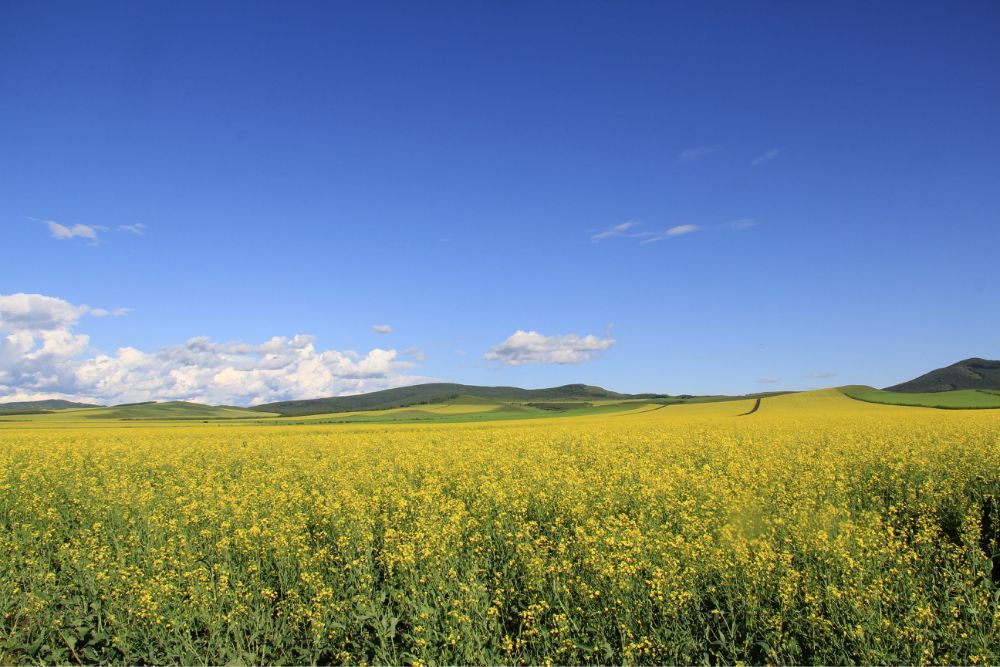 呼伦贝尔草原位于内蒙古呼伦贝尔，因其旁边的呼伦湖和贝尔湖而得名。是世界
