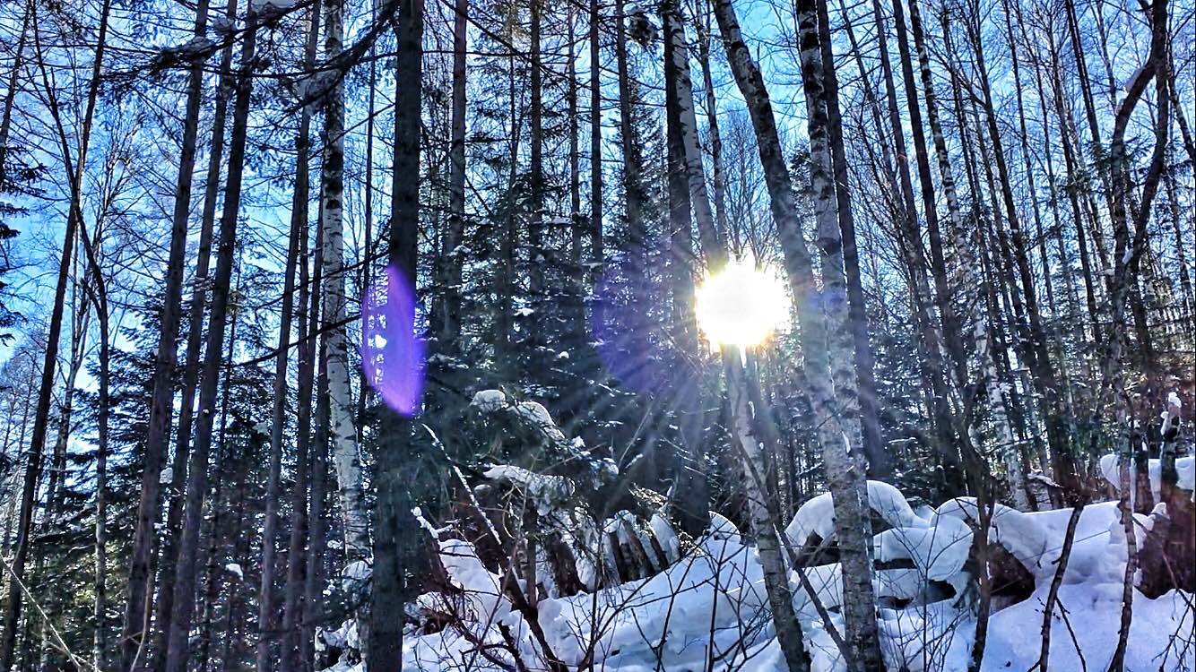 阳光照进大片白桦树林，雪闪闪发光，很美。几乎没有人，偶尔能遇见几个摄影