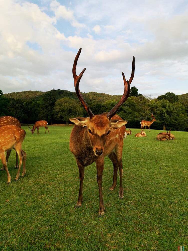 奈良公园是孩子的最爱，开放式公园内生活着1200余头鹿，它们自由漫步在