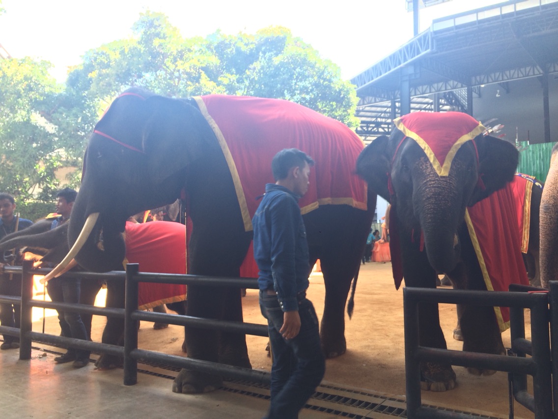 大象表演很可爱啊。40铢买串香蕉，大象表演空档会到场外找吃的哈哈，好可