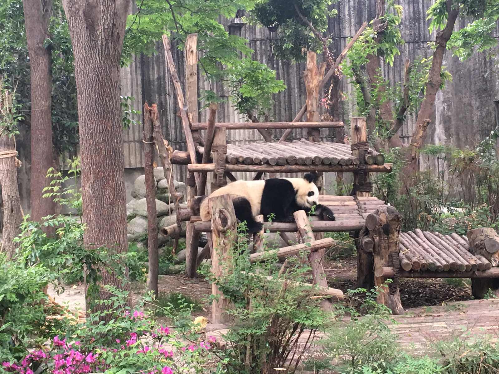 熊猫宝宝们吃饱睡睡饱吃，真的非常萌萌哒。从市区开车过去大概一个小时左右