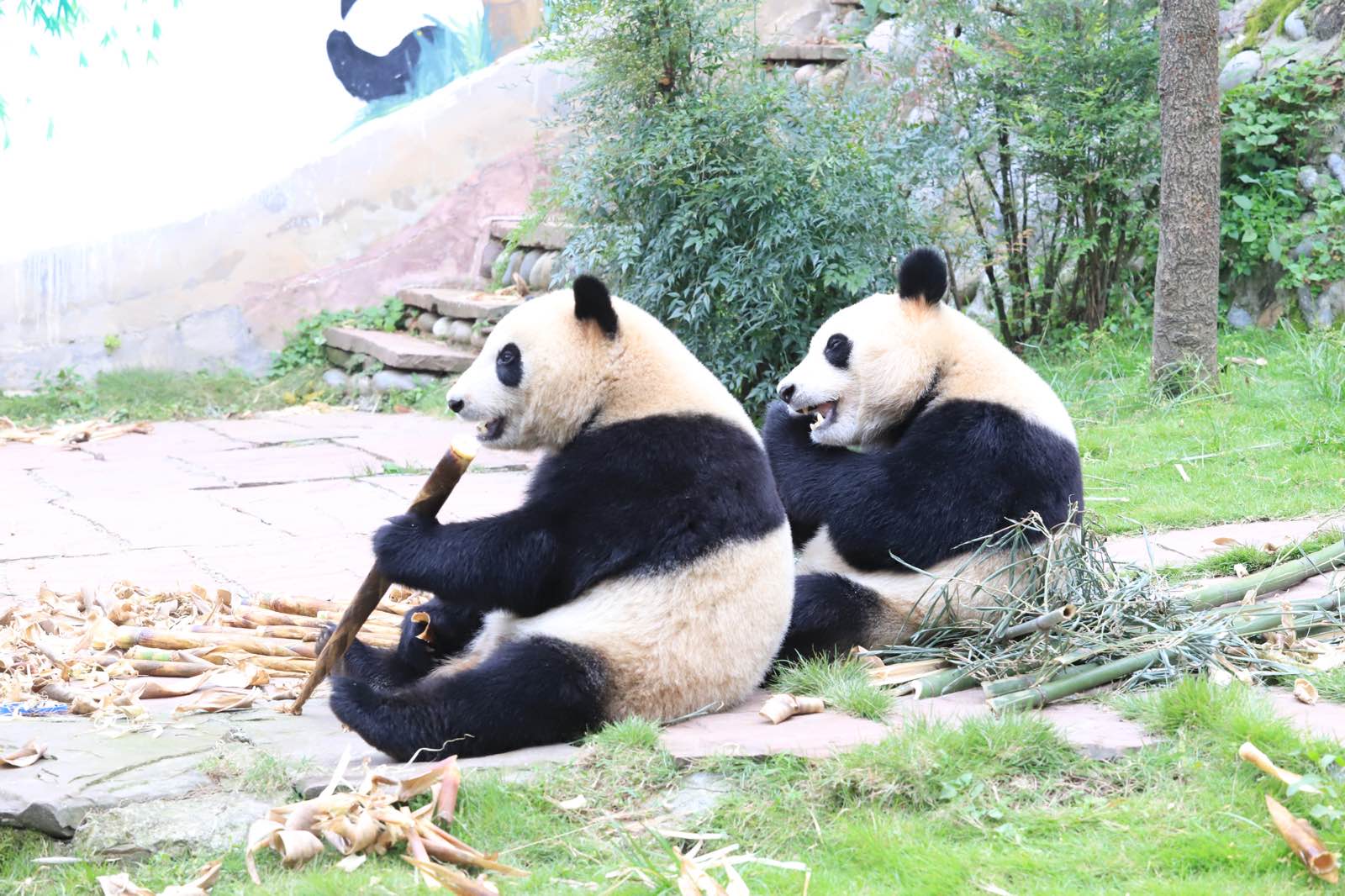 今天看到了我最爱的大熊猫，憨态可掬、躲猫猫，不断变换吃姿，竹子放在肉肉