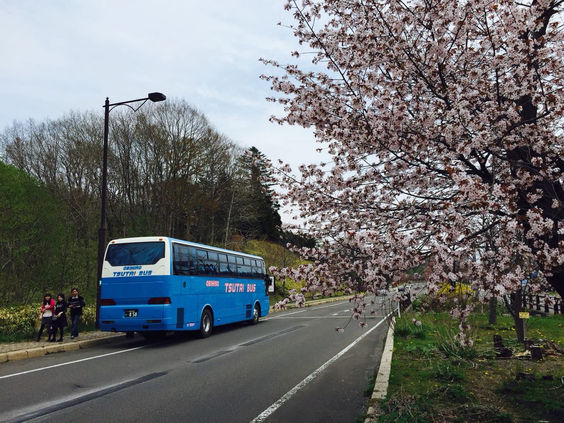 樱花已经凋谢，车来车往的马路上，很难停下脚步好好拍照。