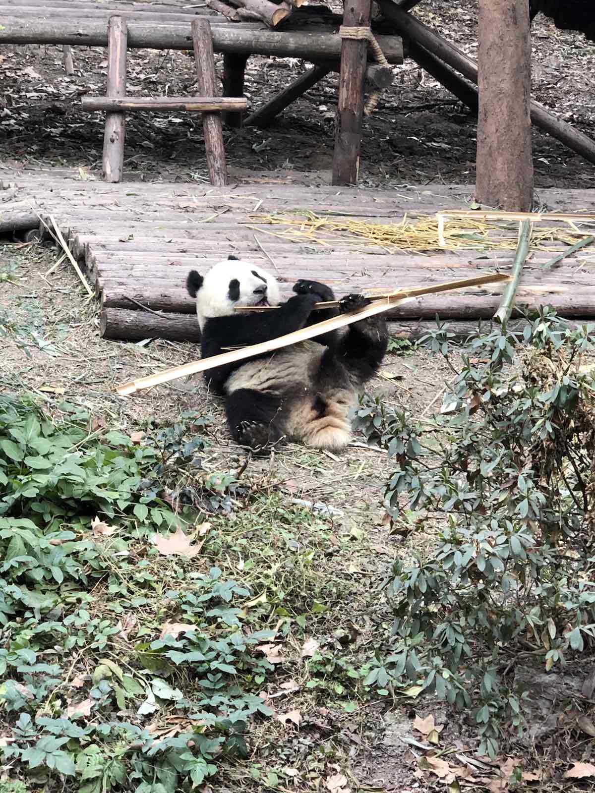 熊猫特别可爱，很可惜去的时候没有开放熊猫保育员计划，没有预约到摸熊猫，