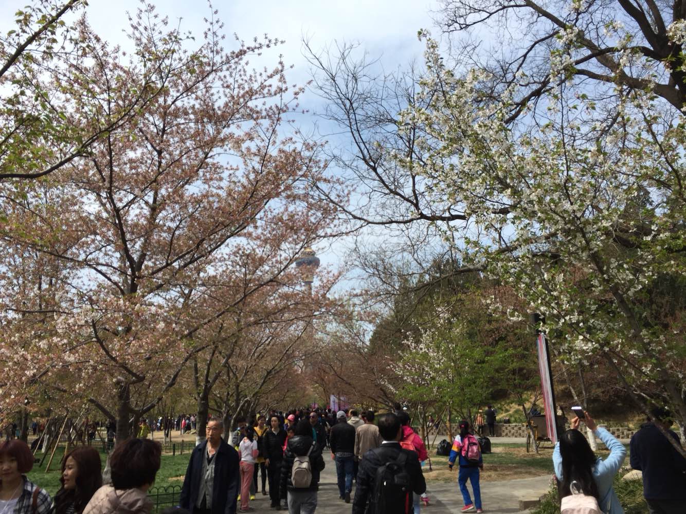 来这里的都是奔着樱花节来的，门票不贵，学生票十元。公园里有很多品种的樱