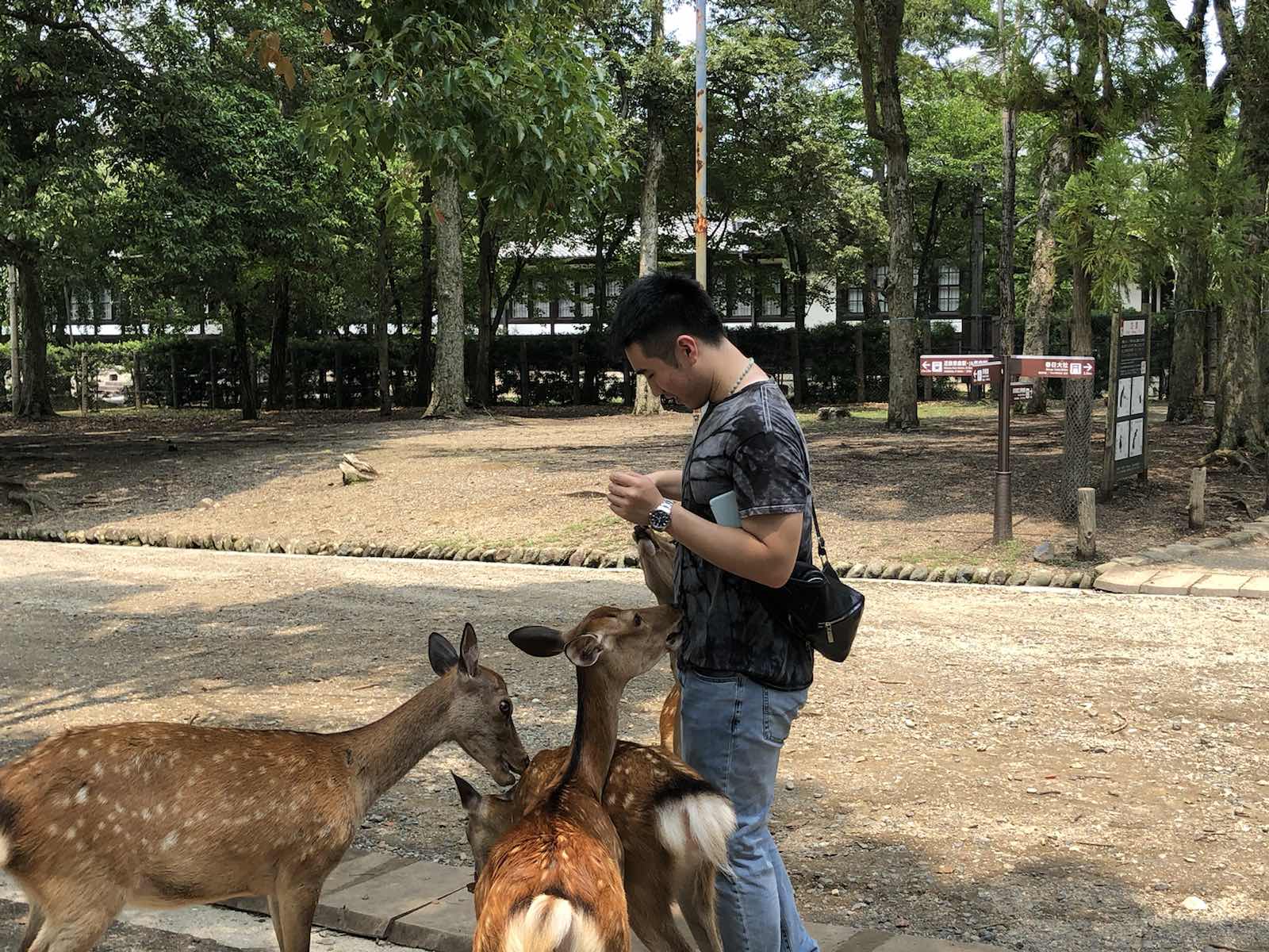 奈良公园的小鹿挺可爱的