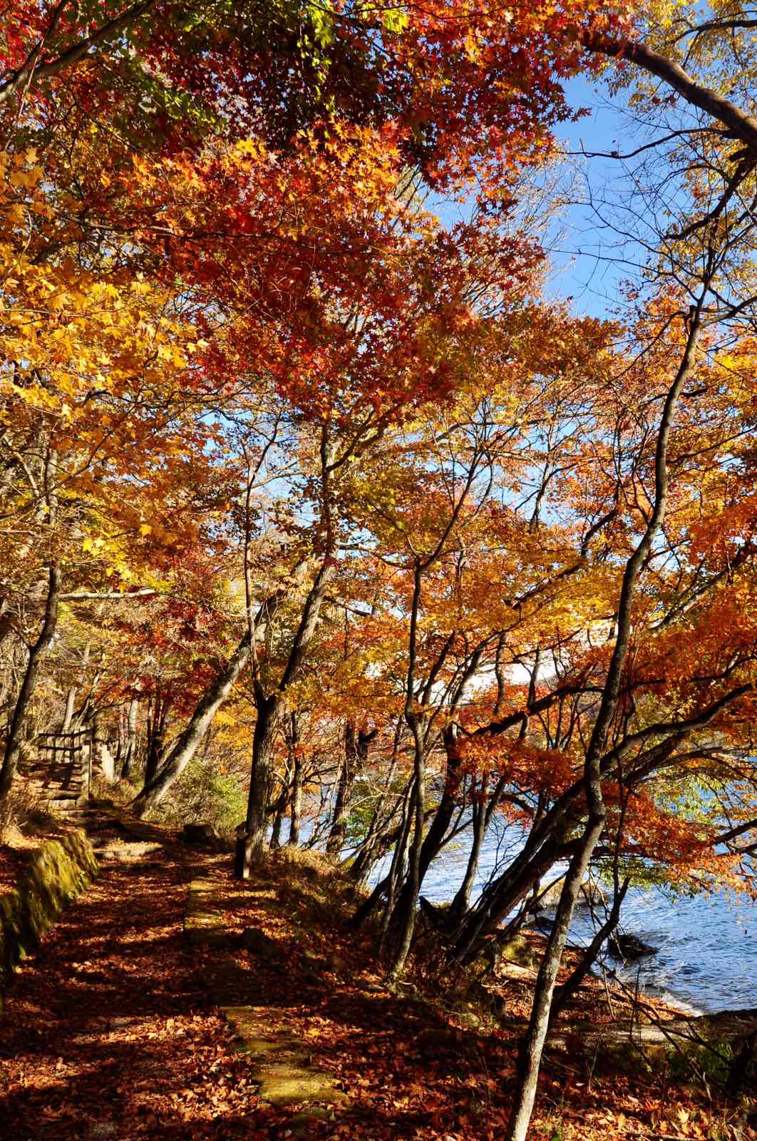 中禅寺湖的红叶环湖步道（中禅寺湖自然研究路），应该是秋日的奥日光里最浪