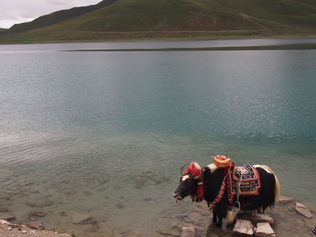 八年后再见羊湖，多了很多藏民在此牵着藏獒，牦牛作为摄影道具。现代观念侵