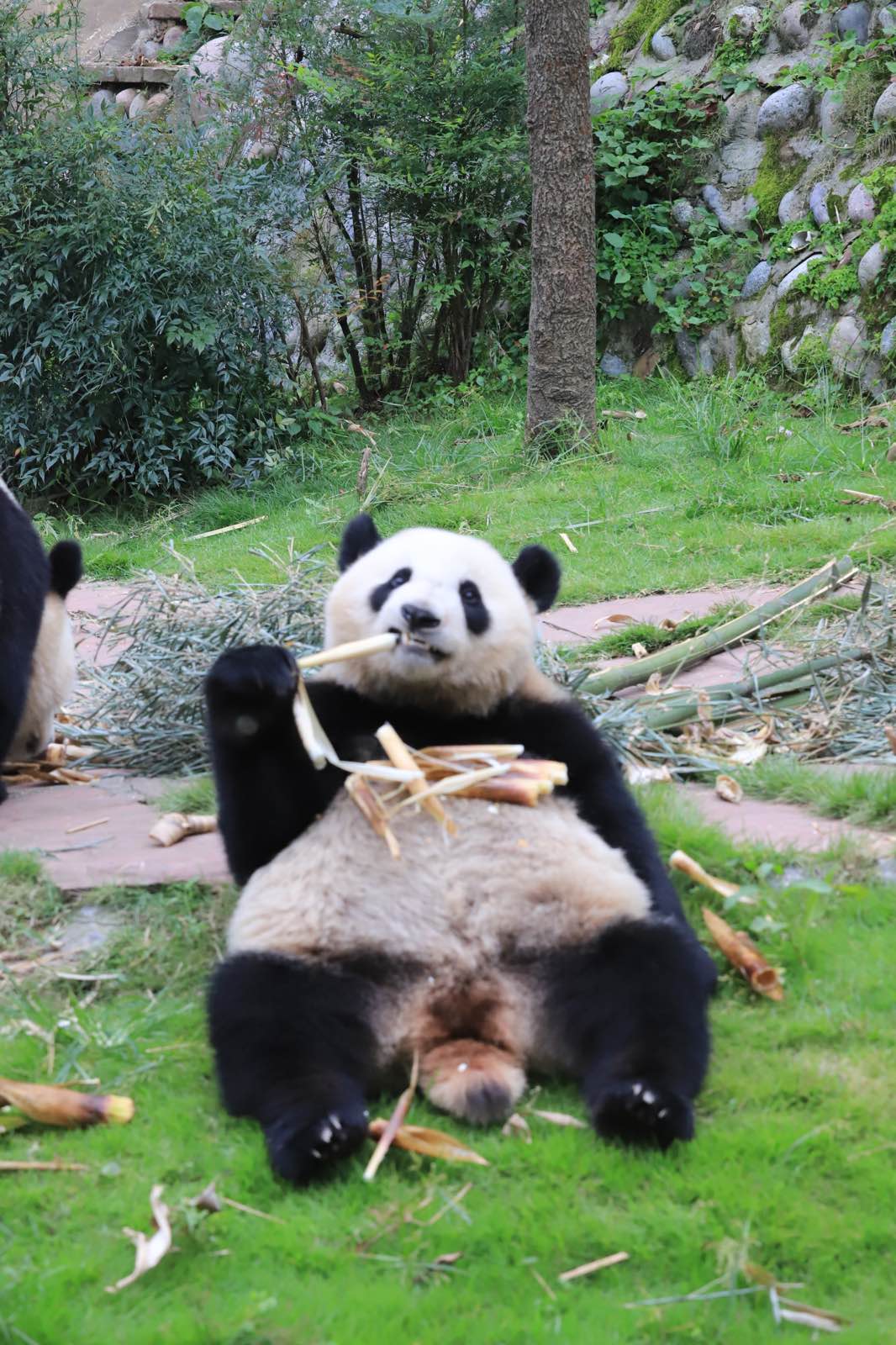 今天看到了我最爱的大熊猫，憨态可掬、躲猫猫，不断变换吃姿，竹子放在肉肉