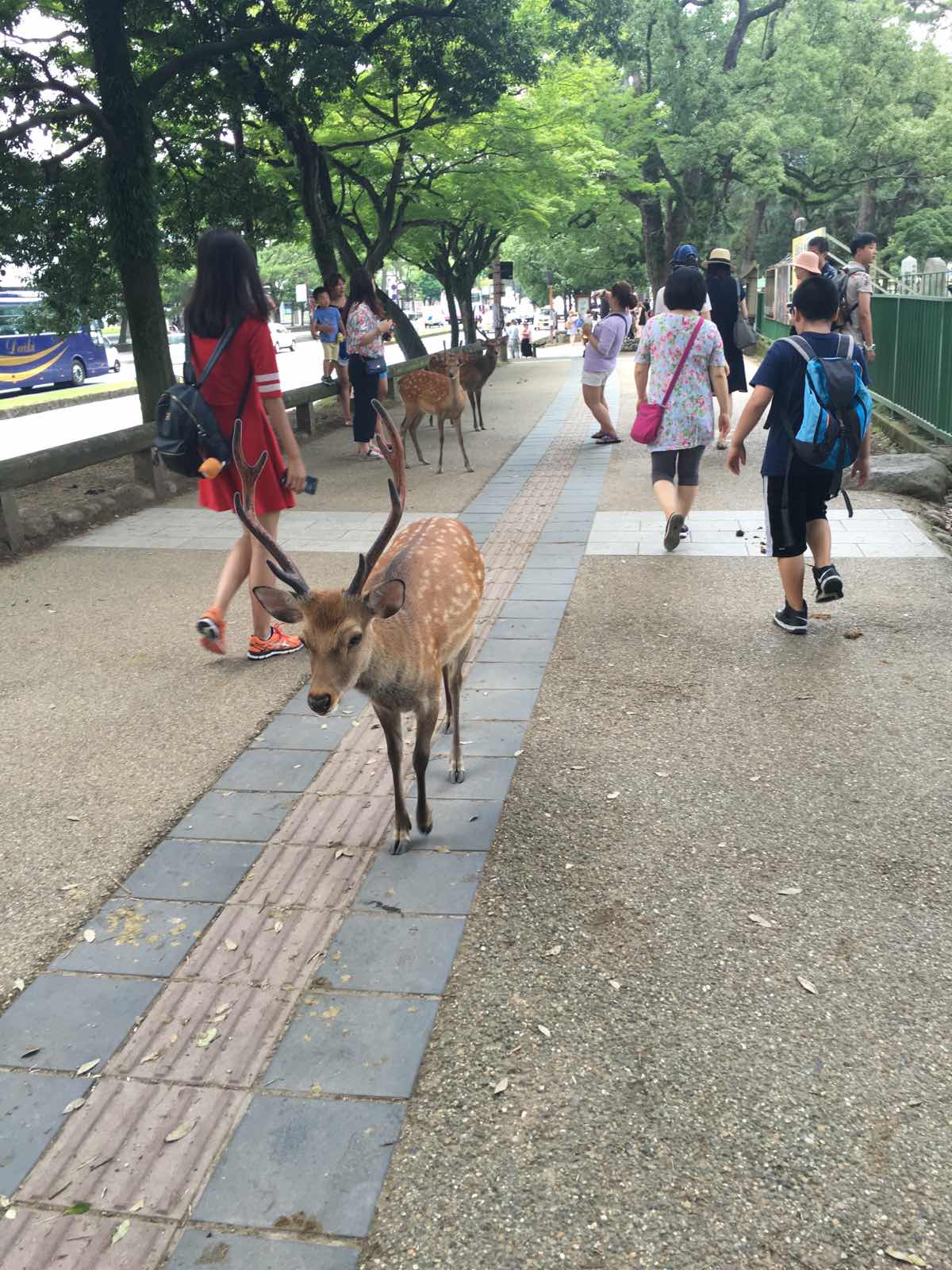 从奈良站出来没走多远，就看见零零星星的小鹿了，有很多鹿的角都还在，很怕