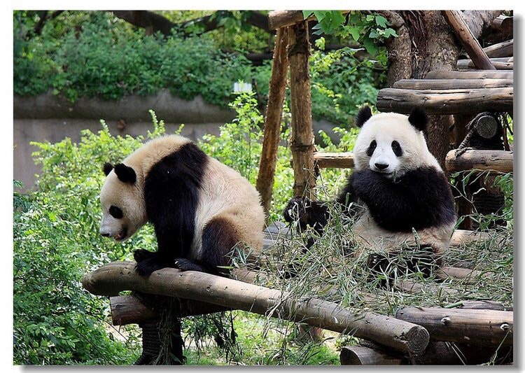 成都大熊猫繁育研究基地，是一个专门从事濒危野生动物研究、繁育、保护教育