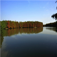 上海海湾国家森林公园自驾游,上海海湾国家森林公园自驾游攻略,上海海湾国家森林公园自驾游景点排行