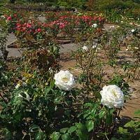 无锡鹅湖玫瑰文化园自驾游景点