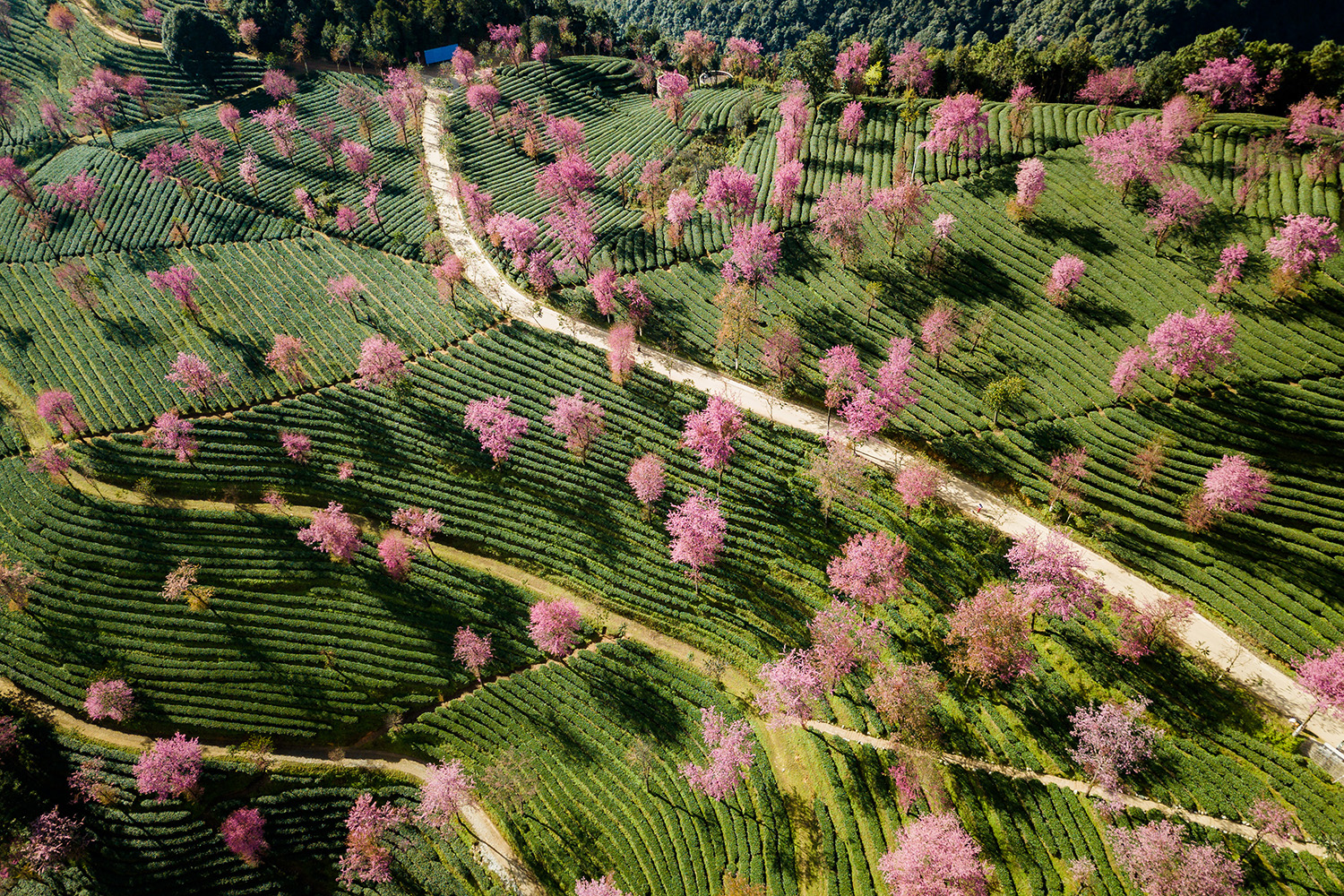 无量山樱花谷，春天最早到达的地方传说在无量山，有一个开满了_无量山樱花谷