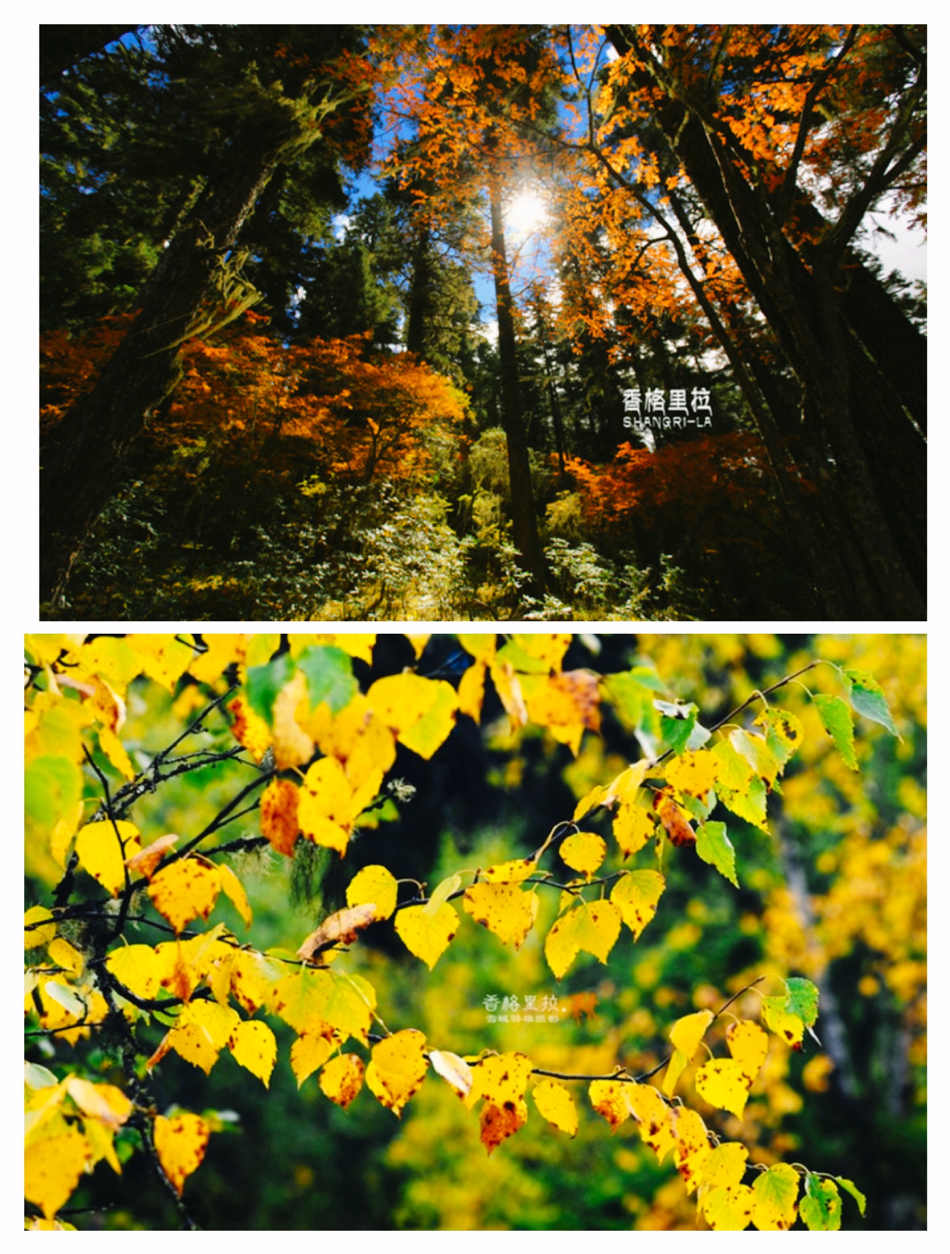 最美的秋天—遇见普达措（纯玩攻略）普达措国家公园