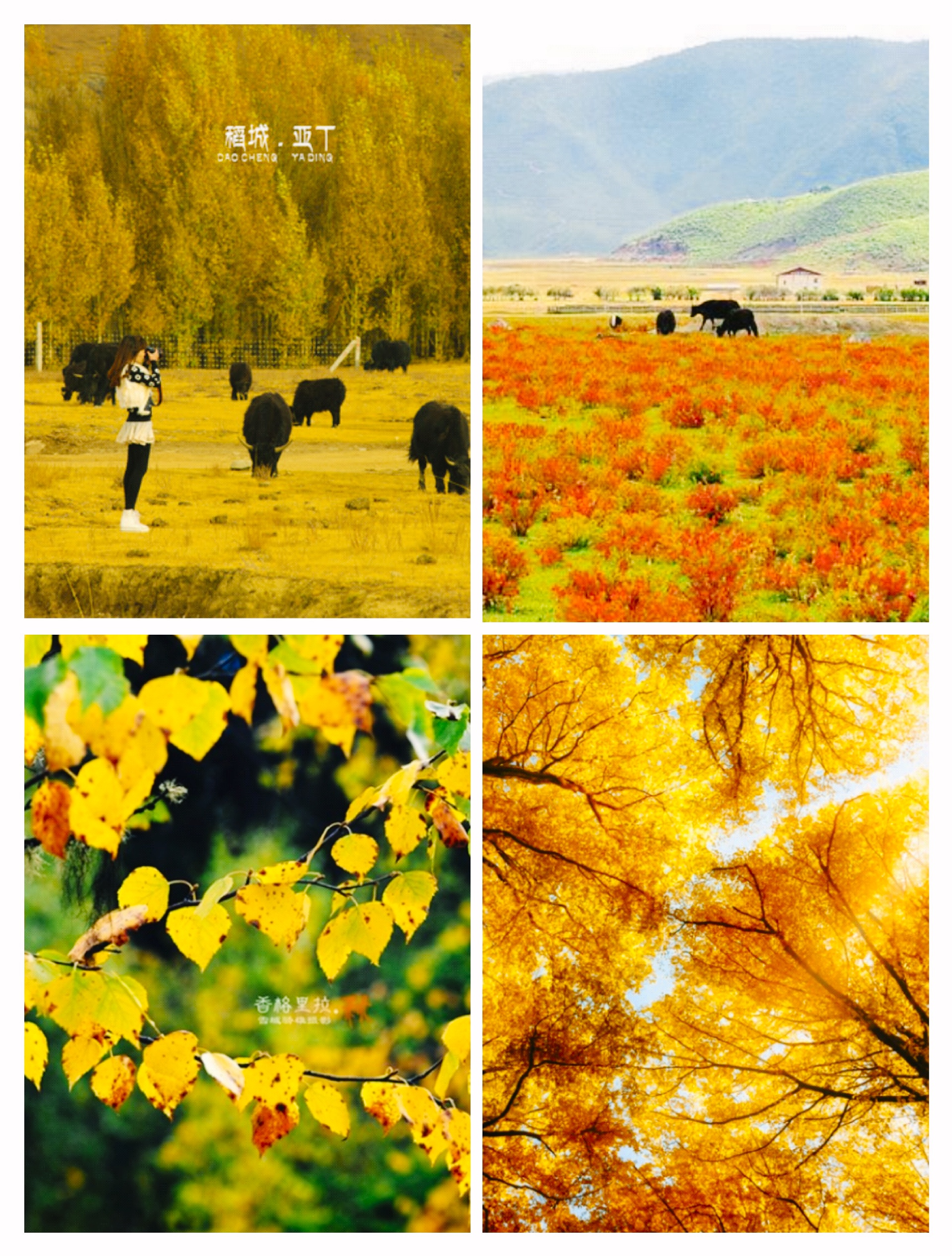 最美的秋天—遇见普达措（纯玩攻略）普达措国家公园
