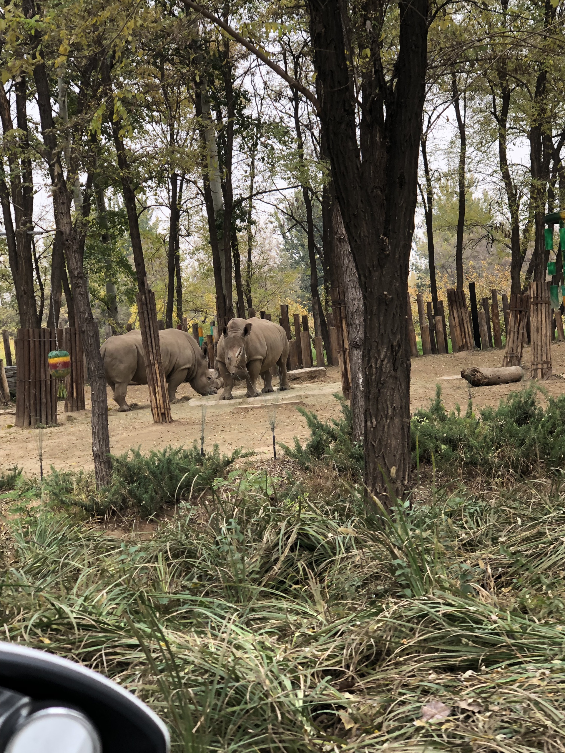 11月2日，动物园带娃一日游_北京野生动物园