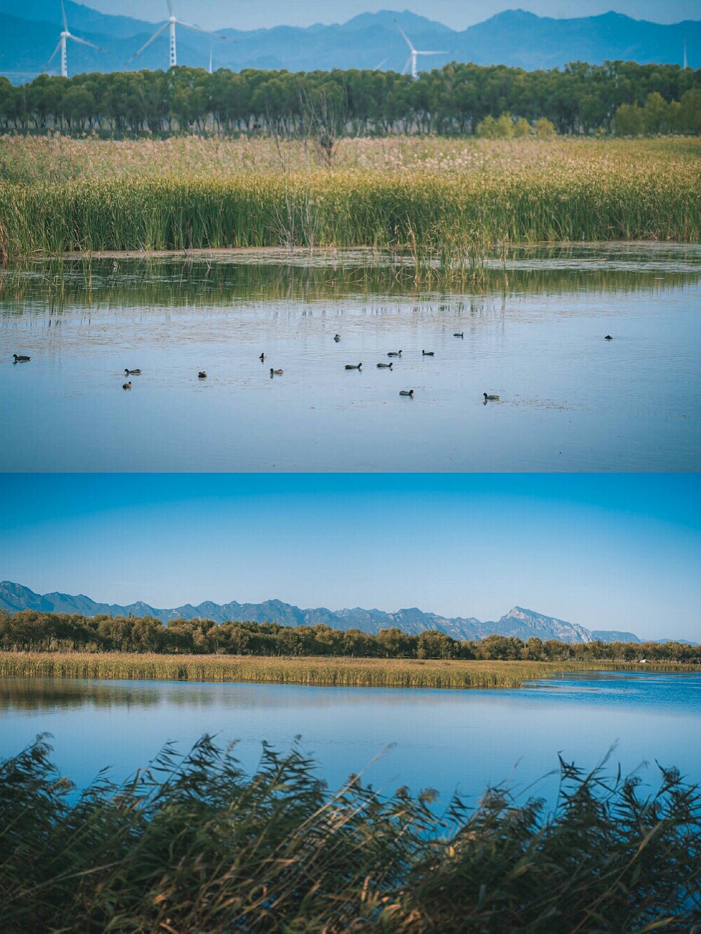 北京周末去哪 | 秋留下，打卡北京野鸭湖湿地公园_野鸭湖国家湿地公园