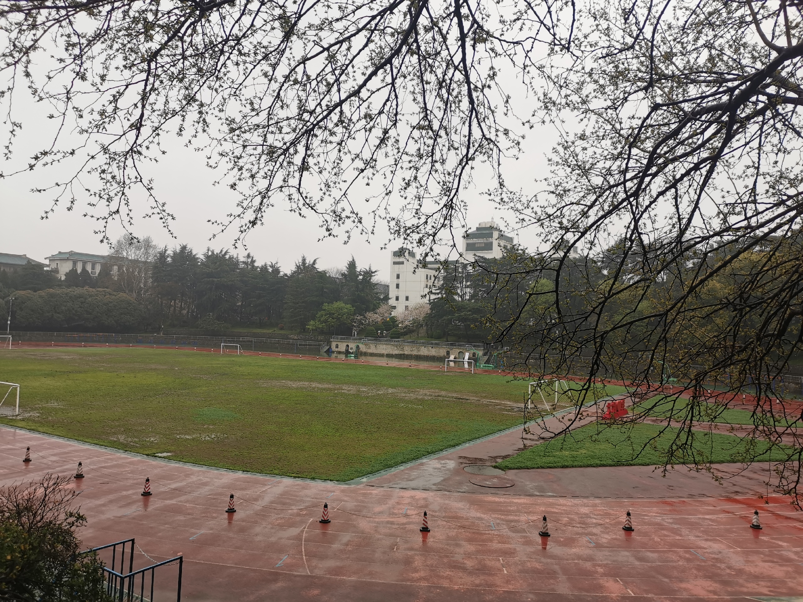 2021细雨蒙蒙中的武大，武汉大学樱花节 樱花已然没有那么繁茂，