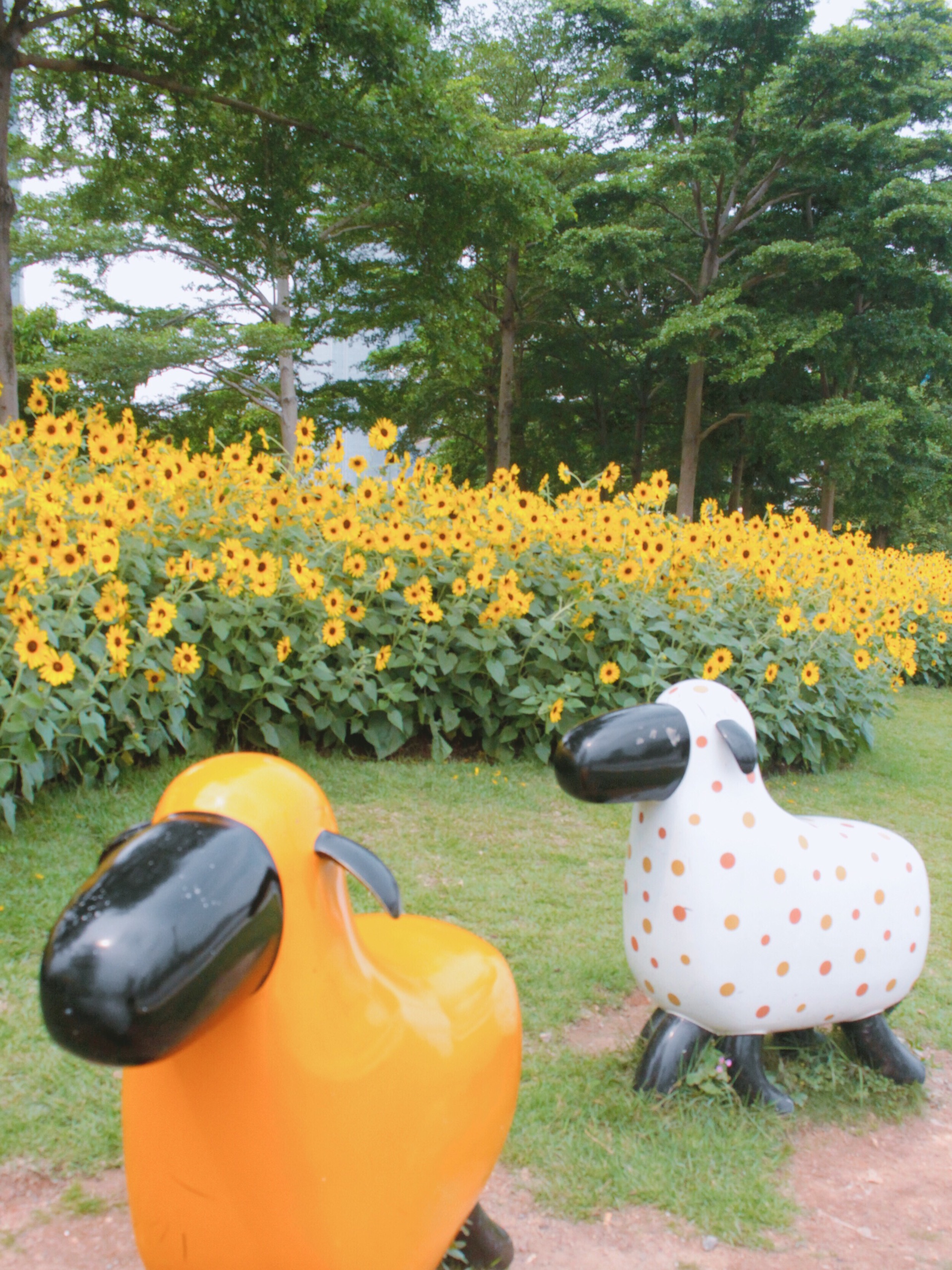 广州 | 记录花城初夏的样子——向日葵花海-二沙岛艺术公园