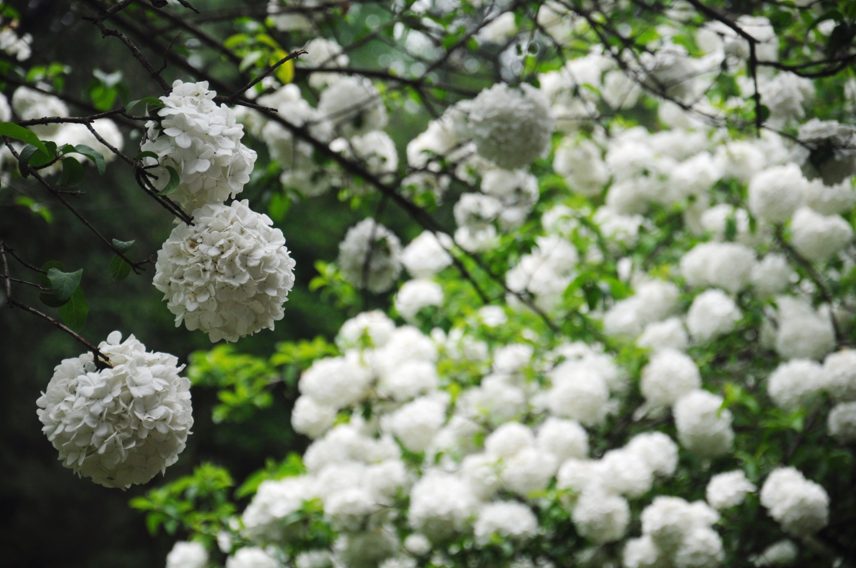 赏绣球花の好去处——午朝门公园