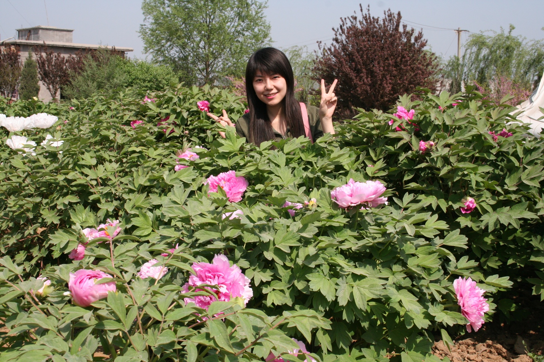 汉牡丹园位于河北省邢台市柏乡县城北五公里。园区占地面积520亩