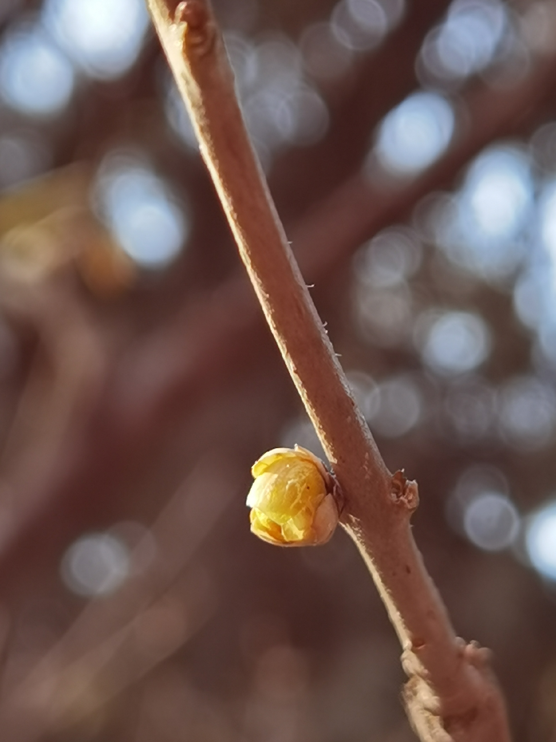 北京植物园的蜡梅开了快来感受这严冬里的一抹亮丽色彩吧